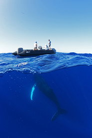 OceanXplorers постер