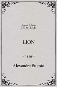 Lion, London Zoological Gardens