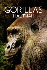 Poster Gorillas hautnah