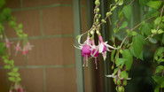 A garden of fuchsias