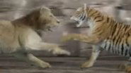 Animal Face-Off: Lion vs. Tiger 2004 Бесплатан неограничен приступ