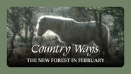 The New Forest in February
