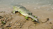 Nepal’s Gharials: The Challenge of Conservation