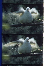 C&ocirc;t&eacute; jardin (2007)