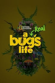 A Real Bug’s Life