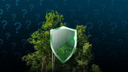 How can forests become more fire-resilient?