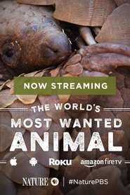 穿山甲：被捕杀最多的动物