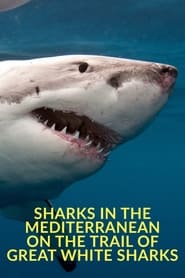 Sharks in the Mediterranean: On the Trail of Great White Sharks
