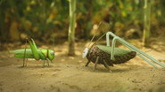 An acorn season