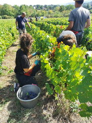 Chemins de vigne (1970)