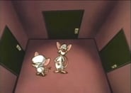 Pinky and the Brain - Episode 2x13