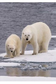 Ice Bear постер