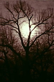 Harry Mantel’s Vignettes: Trees