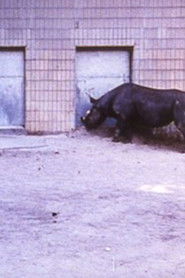 Poster Rhinoceroses 1987