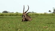 Africká abeceda