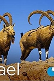 Wild Israel Wild Israel