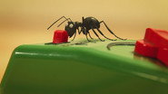 Ants on the train
