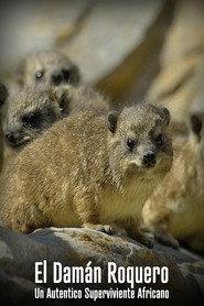The Dassie - A South African Survival Specialist