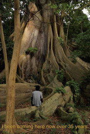 Cotton Tree