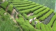 Poster Bessho Tea Factory 2014