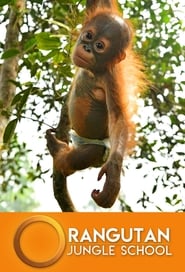 Orangutan Jungle School постер