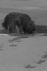 Puddles, I Don't Know