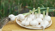 Garlic