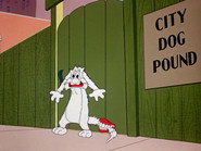Dog Pounded
