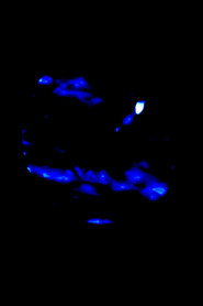 The Cursed Tape (from Ring)