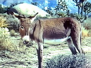 Wild Burro of the West