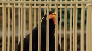 The Myna Speaks