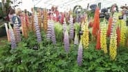 RHS Hampton Court Flower Show en streaming