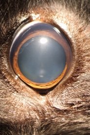 Ellie's Eye 2020 Бесплатан неограничен приступ