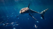 I Was Prey: Terrors From the Deep