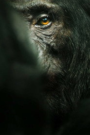Chimp Empire poster