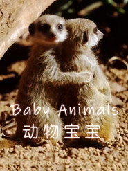 Baby Animals постер