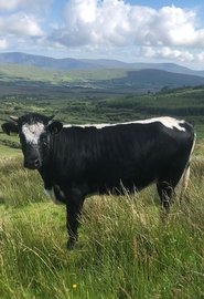 Poster Apocalypse Cow: How Meat Killed the Planet 2020