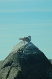 Poster Tide Pools