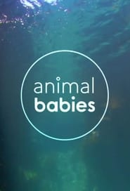 Animal Babies постер