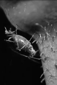 The Aphis 1930 Бесплатан неограничен приступ