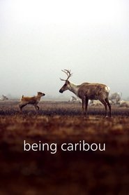 Affiche de Being Caribou