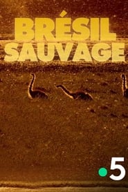 Brésil Sauvage - Avant le déluge streaming