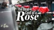 The Real Cost of a Rose - The Netherlands
