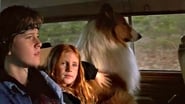 Lassie : Des amis pour la vie en streaming