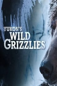 Yukon's Wild Grizzlies