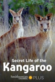 Secret Life of the Kangaroo постер