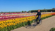 The Netherlands