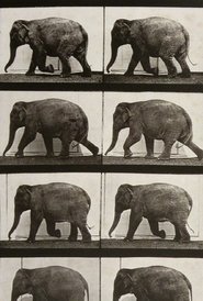 Elephant Walking 1887