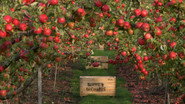 Episode 4: Apples and Cider