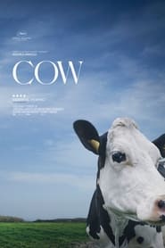 Корови постер